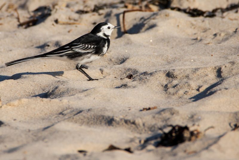 Bergeronnette de Yarrell